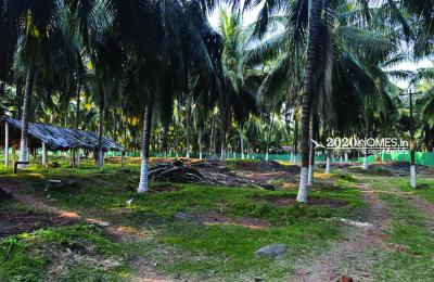 Premium Coconut Farm Narikalpathi